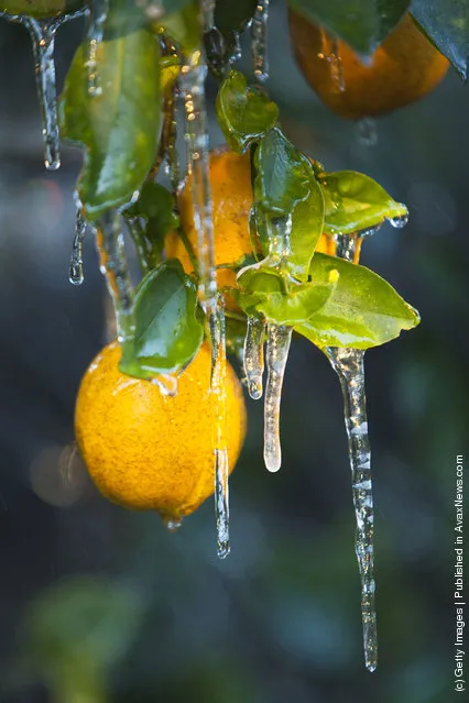Ice And Oranges