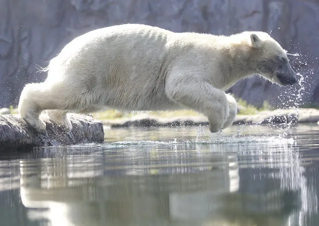 Polar bear Nanook jumps into the water at the zoo in Gelsenkirchen, Germany, June 25, 2019. Germany faces a heatwave with temperatures up to 40 degrees Celsius. (Photo by Roland Weihrauch/dpa via AP Photo)