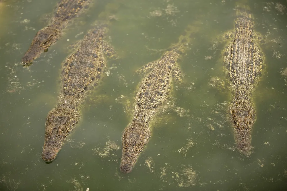 Cuban Crocodiles in Zapata Swamp National Park