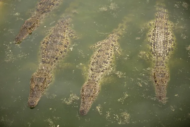 Cuban crocodiles (Crocodylus rhombifer), are seen in a hatchery at Zapata Swamp National Park, June 4, 2015. Ten baby crocodiles have been delivered to a Cuban hatchery in hopes of strengthening the species and extending the bloodlines of a pair of Cuban crocodiles that former President Fidel Castro had given to a Soviet cosmonaut as a gift in the 1970s. Picture taken June 4, 2015. REUTERS/Alexandre Meneghini 
