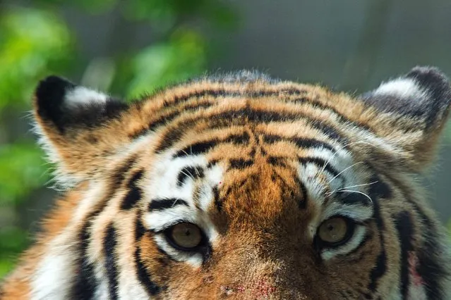 A Siberian tiger at the “Tiergarten Schoenbrunn” zoo in Vienna, Austria, on 19 April 2016. The “Tiergarten Schoenbrunn” zoo, with an area of 17,000 square meters, is part of the Schoenbrunn Palace Gardens and the UNESCO World Heritage Site Schoenbrunn. The oldest zoo in the world is one of the top tourists attractions, with more than two million visitors yearly. (Photo by Christian Bruna/EPA)