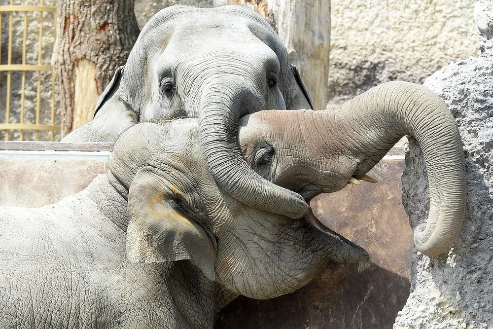 Simply Some Photos: Animals