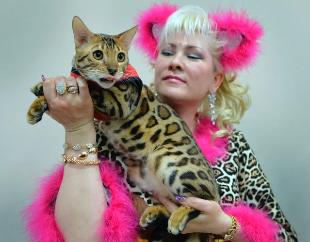 An owner poses with her Bengal cat during the International cat exhibition in Bishkek, Kyrgyzstan on March 19, 2017. (Photo by Vyacheslav Oseledko/AFP Photo)