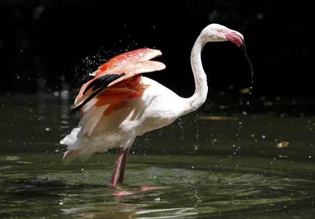 A pink flamingo is pictured during a hot summer day at the zoo of Wuppertal, Germany, July 2, 2015. (Photo by Wolfgang Rattay/Reuters)