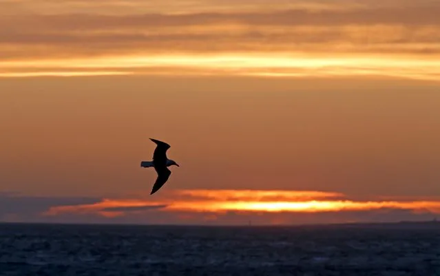 A seagull flies at sunset in Marseille, France, April 7, 2016. (Photo by Jean-Paul Pelissier/Reuters)