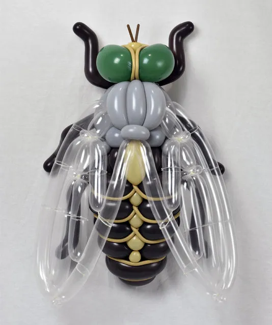 A fly by Masayoshi Matsumoto. (Photo by Masayoshi Matsumoto/Caters News Agency)