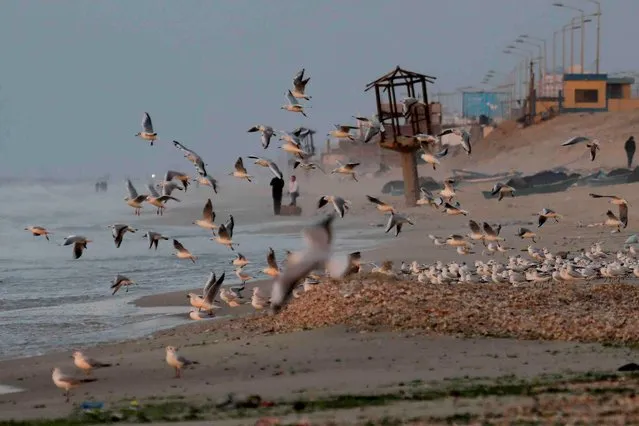 Gulls flies over the beach of the Mediterranean Sea in the Gaza port, Gaza City, Tuesday, February 15, 2022. (Photo by Hatem Moussa/AP Photo)