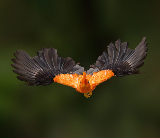 An Andean-cock-of-the-rock, the national bird of Peru, seemed to be having a bad hair day while chasing another male after heavy rain at the Bird Paradise aviary in Singapore in the first decade of July 2024. (Photo by Frankie Low/Solent News)