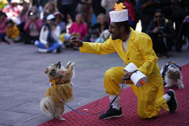 A man dressed as a cake plays with his dog during a costume contest celebrating the feast day of Saint Roch, the patron saint of dogs, in La Paz, Bolivia, Sunday, August 18, 2024. (Photo by Juan Karita/AP Photo)