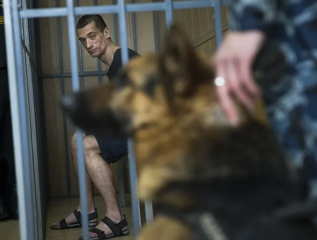 Russian artist Pyotr Pavlensky looks at a police dog while sitting in a cage in court room in Moscow, Russia, Wednesday, June 8, 2016. The Russian court has ruled to free Pavlensky, who has been in detention since November after he set fire to the doors of the Russian security agency, the former KGB headquarters in Moscow, on Wednesday, June 8, 2016. (Photo by Pavel Golovkin/AP Photo)