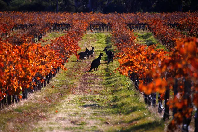 A group of Kangaroos can be seen between rows of vines at the Charles Melton vineyard located in the Barossa Valley, north of Adelaide in Australia on June 13, 2017. (Photo by David Gray/Reuters)