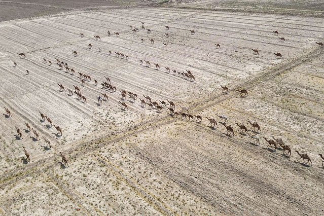 This aerial view shows a flock of camels grazing in the Khamisiyah area southeast of Baghdad, on July 9, 2024.  (Photo by Karrar Jabbar/AFP Photo)