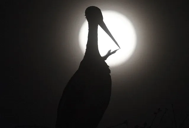The Pink Full Moon is seen behind a stork in the village of Rzanicino, near Skopje on April 15, 2022. (Photo by Robert Atanasovski/AFP Photo)