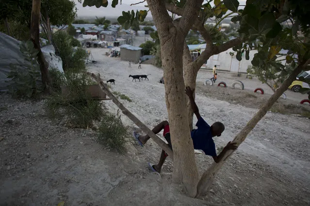 In this June 26, 2015 photo, a boy sits in a tree inside a tent camp set up for people displaced by the 2010 earthquake but that has turned into a longterm settlement in Port-au-Prince, Haiti.  According to the International Organization for Migration, nearly 65,000 people were still living in 66 camps as of March 31, 2015. (Photo by Rebecca Blackwell/AP Photo)