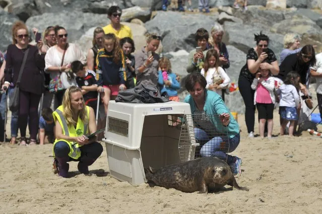A Common Seal named Stan Lee is released on Courtown beach from Seal Rescue Ireland wildlife sanctuary where two rescued and rehabilitated seals are released back into the sea after months of care in Wexford, Ireland, June 12, 2016. (Photo by Clodagh Kilcoyne/Reuters)