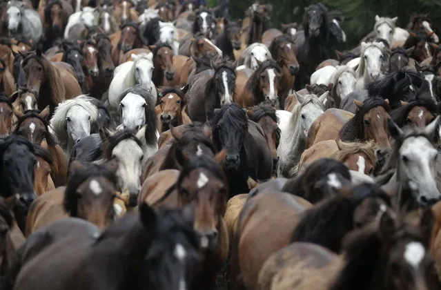 Horses gallop during the Rapa das Bestas traditional event in the Spanish northwestern village of Sabucedo July 5, 2014. On the first weekend of the month of July, hundreds of wild horses are rounded up, trimmed and groomed in different villages in the Spanish northwestern region of Galicia. (Photo by Miguel Vidal/Reuters)