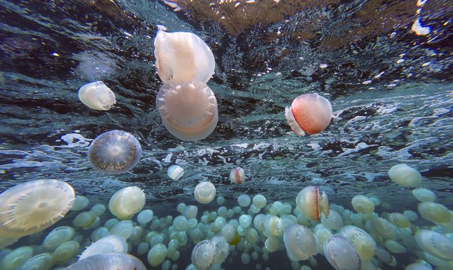 Cannonball jellyfish (Stomolophus meleagris) are pictured off the coast of Chuao, Aragua State, Venezuela, on April 5, 2024. Hundreds of jellyfish float in the turquoise waters of Aragua (central-north), recreating a surreal scene that worries fishermen on the Venezuelan coast. (Photo by Juan Barreto/AFP Photo)