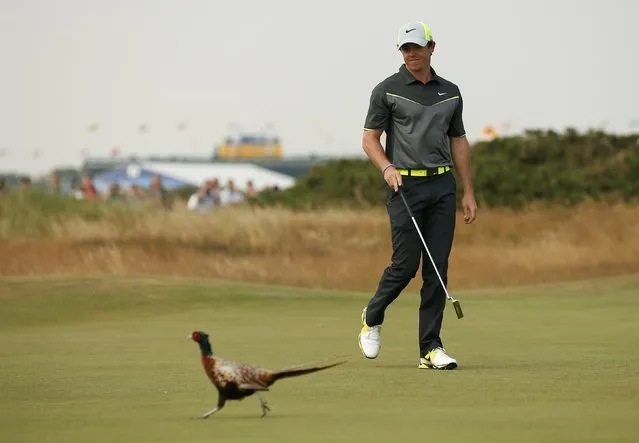 Rory McIlroy of Northern Ireland looks at a pheasant as it walks across the eighth green during the second round of the British Open Championship at the Royal Liverpool Golf Club in Hoylake, northern England July 18, 2014. (Photo by Cathal McNaughton/Reuters)