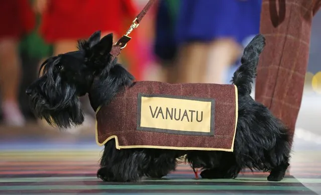 A Scottish Terrier wearing a vest with the team name of Vanuatu is led around the arena ahead of the team during the opening ceremony for the Commonwealth Games 2014 in Glasgow, Scotland, Wednesday July 23, 2014. (Photo by Frank Augstein/AP Photo)