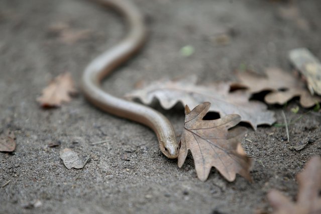 A little snake is seen near Hamam Lake, Europe's largest longoz forest consisting mainly of beech and oak trees, during autumn season in Kirklareli, Turkey on November 08, 2021. (Photo by Ozgun Tiran/Anadolu Agency via Getty Images)