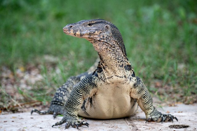 A monitor lizard looks on at Lumphini Park in Bangkok on October 29, 2024. (Photo by Alex Ogle/AFP Photo)