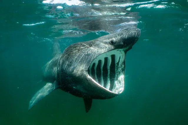 British waters wide angle category runner-up: Big Mouth, Small Prey by Will Clark (UK) near Isle of Coll, Scotland. Basking sharks offer no threat to humans – their food is mostly animal plankton funnelled through their enormous mouths and strained through specialised gill structures. (Photo by Will Clark/Underwater Photographer of the Year 2020)