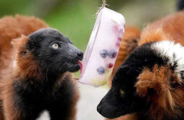 Red ruffed lemurs enjoy a frozen ice pop filled with fruit at Blair Drummond Safari Park near Stirling on Monday July 11, 2022 as temperatures soared across the UK. (Photo by Andrew Milligan/PA Images via Getty Images)