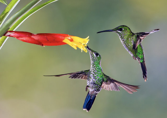 Hummingbirds battle for first dibs on a flower in Costa Rica in the first decade of November 2024. According to the photographer, the birds spent more time fending off competition than they did feeding. (Photo by Simon Roberts/Solent News)