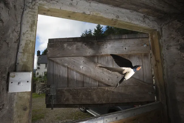 A barn swallow flies in through a stable door near Corwen, Wales, UK on July 7, 2016. (Photo by Richard Bowler/Rex Features/Shutterstock)