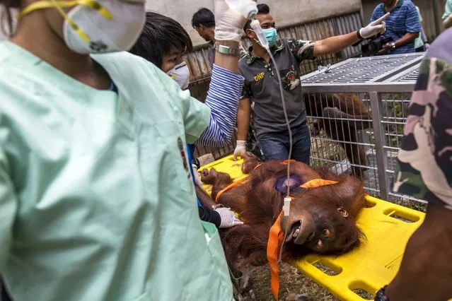 An orangutan is carried on a stretcher by Thai veterinarians and wildlife officers to a cage after a health examination at Kao Pratubchang Conservation Centre in Ratchaburi, Thailand, August 27, 2015. (Photo by Athit Perawongmetha/Reuters)