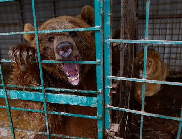 A lion and a bear are seen in a closed zoo, as the zoo staff was advised to not come to work, due to a curfew to prevent the spread of the coronavirus disease (COVID-19), in the holy city of Najaf, Iraq, March 25, 2020. (Photo by Alaa al-Marjani/Reuters)