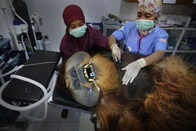 This image released by World Press Photo, Thursday April 16, 2020, by Alain Schroeder for National Geographic, part of a series which won first prize in the Nature Stories category, Fahzren, a 30-year-old male orangutan, undergoes a routine medical check, at the SOCP Quarantine Centre, on 29 January 2019. He has spent most of his life in a zoo and lacks the skills to be returned to the wild. (Photo by Alain Schroeder for National Geographic, World Press Photo via AP Photo)