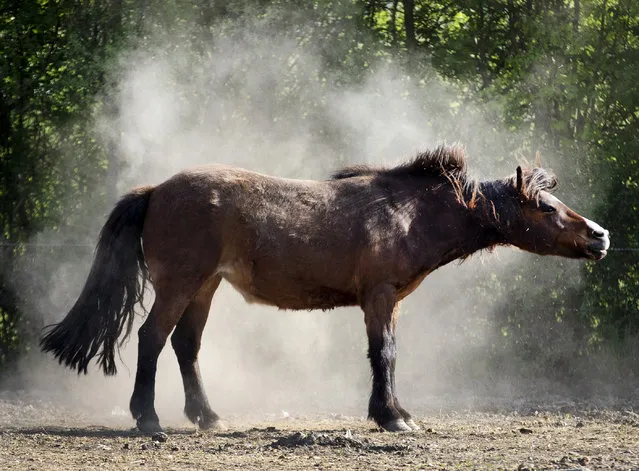 An Icelandic horse shakes off the dust in its paddock at a stud farm in Wehrheim near Frankfurt, Germany, Monday, April 27, 2020. Germany’s farmers, foresters, and firefighters are eagerly awaiting widespread rain forecast for later in the week, as a warm and dry spring has raised fears of a third summer drought in as many years. (Photo by Michael Probst/AP Photo)