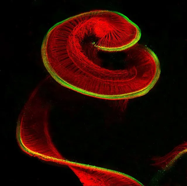 Eighth place: Newborn rat cochlea with sensory hair cells (green) and spiral ganglion neurons (red), Bern, Switzerland. (Photo by Michael Perny/ University of Bern, Institute for Infectious Diseases/2017 Nikon Small World Photomicrography Competition)