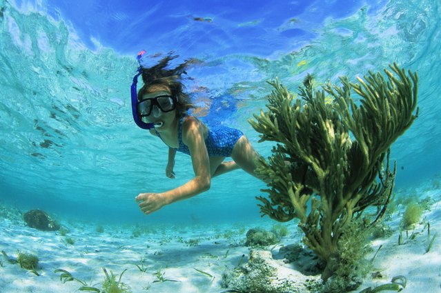 Girl Snorkeling in the Caribbean. (Photo by Onne van der Wal/Getty Images)
