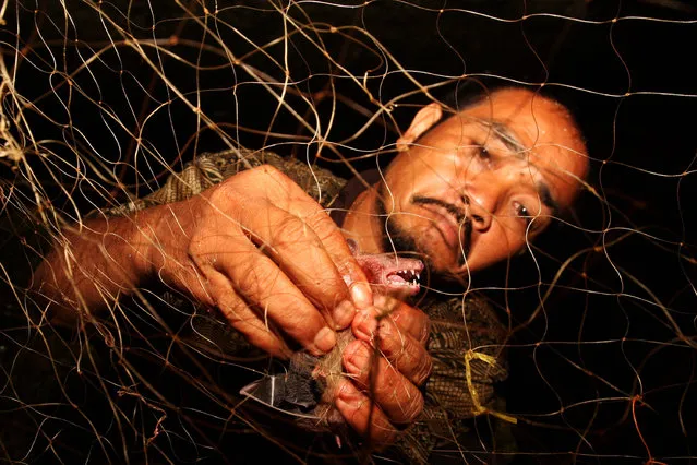 Bat catcher Gunawan collects bats captured in a cave on July 31, 2009 in Yogyakarta, Indonesia