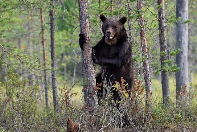 A lone bear wanders beside a lake in boreal forest in Kuikka, Finland on August 8, 2016.  (Photo by Craig Jones/Barcroft Images)