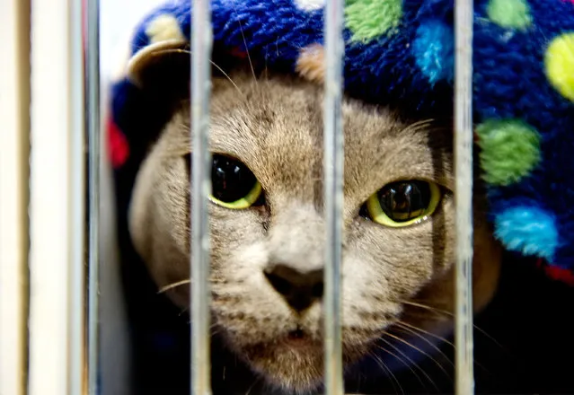 Millgill Kirkbride Kin, a Blue Burmese Cat participates in the GCCF Supreme Cat Show at National Exhibition Centre on October 28, 2017 in Birmingham, England. (Photo by Shirlaine Forrest/WireImage)