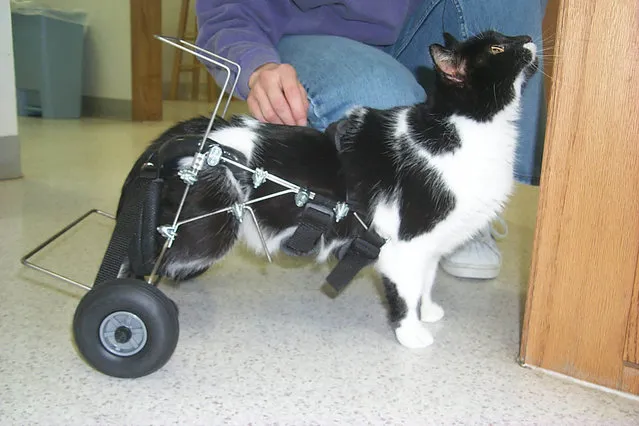 Oreo, a farm cat who was paralyzed by an injury, shown January 16, 2003, is up and running again with  help from a specially designed wheelchair for small animals Oreo lives on the farm of Ray and Janet Brand near New Sharon. (Photo by Jennifer Swanson/AP Photo/The Oskaloosa  Herald)