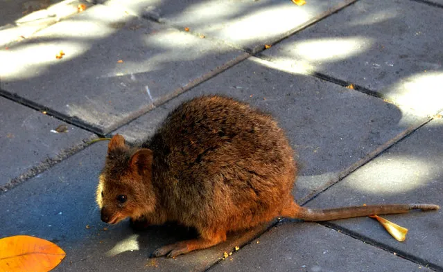 Quokka The Happiest Animal in the World