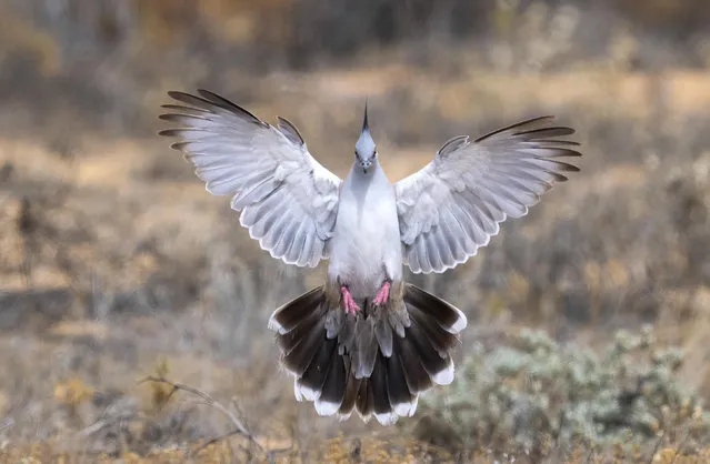 A crested pigeon appears to mimic an angel before landing at Innamincka National Park, Australia in the last decade of November 2022. (Photo by Michael Jury/Solent News)