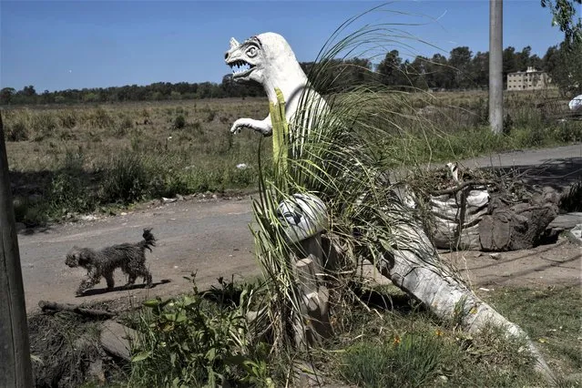 A dog walks past a sculpture of a dinosaur displayed in the front yard of bricklayer Daniel Niz, in the Sol de Oro neighborhood of Ezeiza, Argentina, Tuesday, Nov. 8, 2022. “My son wanted a rubber (dinosaur) and it was expensive, so I decided to make this out of recycled things and materials”, Niz said. He previously had the dinosaur on a patio inside his house but he decided to put it outside so people could take photos of the 1.2-ton structure. (Photo by Rodrigo Abd/AP Photo)