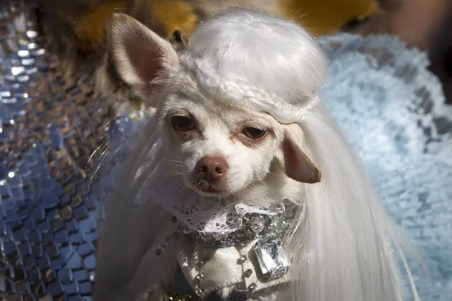 A dog poses for a photo dressed as Daenerys Targaryen from Game of Thrones during the 24th Annual Tompkins Square Halloween Dog Parade in New York October 25, 2014. (Photo by Carlo Allegri/Reuters)