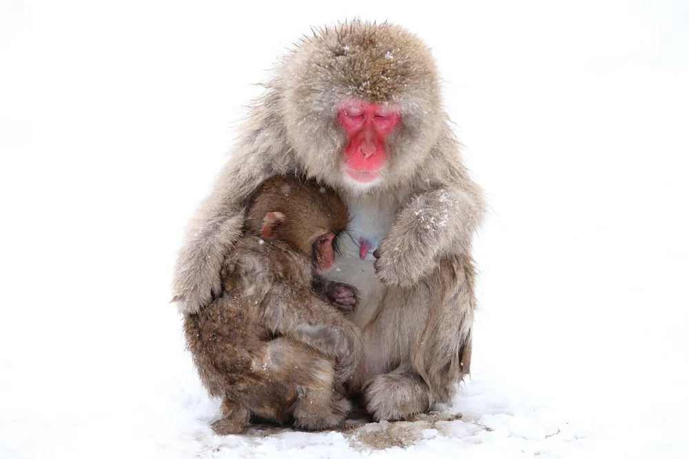 “Snow Monkey”