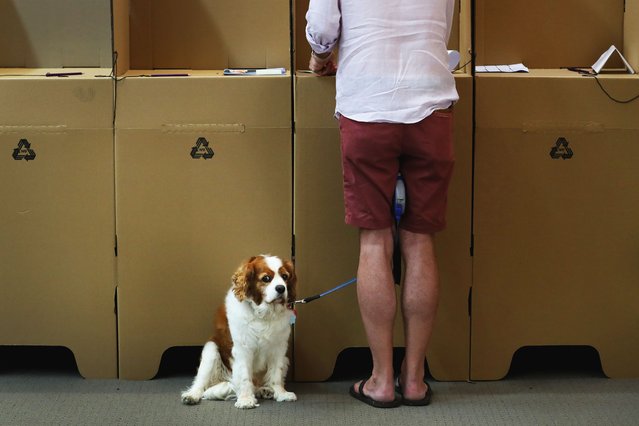 A man stands with his dog while casting his vote at an early voting centre in the suburb of Eastlakes in the division of Kingsford Smith ahead of the Australian Federal Election on April 26, 2025 in Sydney, Australia. Early voting for the 2025 Australian election has been highly successful, with more than 524,000 people casting their ballots on the first day alone-breaking previous records and reflecting a significant increase from past elections. The Australian Electoral Commission anticipates that around half of all votes will be cast before election day, underscoring the growing popularity and effectiveness of early voting in the country. (Photo by Lisa Maree Williams/Getty Images)