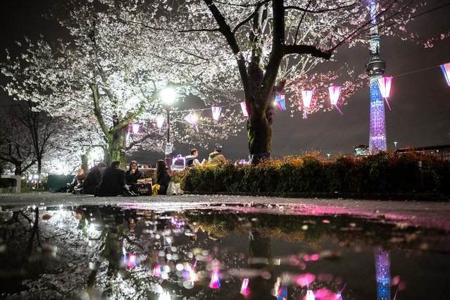 People gather under the blooming cherry blossoms with the background of the landmark Tokyo Skytree (R) at Sumida Park, near the famous tourism spot of Asakusa district in Tokyo on April 2, 2025. Tourists and Japanese locals marvelled at Tokyo's cherry trees on March 31, at the peak of the annual blossom season that traditionally represents fresh starts but also life's fleeting impermanence. Crowds flocked to the city's top locations to take photos and hold picnics under the elegant dark branches bursting with pink and white flowers, known as “sakura” in Japanese. (Photo by Philip Fong/AFP Photo)