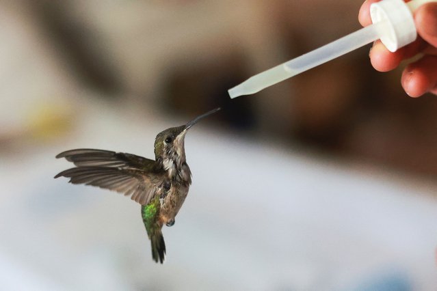 Cecilia Antonio feeds a hummingbird at Catia Lattouf's apartment, where Catia holds a makeshift clinic to take care of hummingbirds in Mexico City, Mexico on May 20, 2025. (Photo by Raquel Cunha/Reuters)