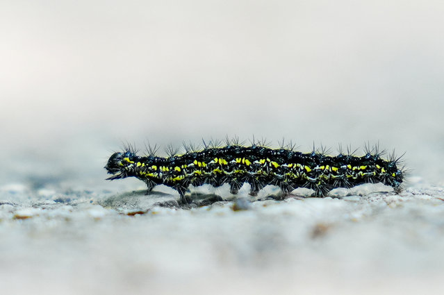 A scarlet tiger caterpillar at Toronto Botanical Garden on June 2, 2025 in Ontario, Canada. Although it’s not scarlet itself, in butterfly form it has beautifully vivid red wings. (Photo by Mert Alper Dervis/Anadolu via Getty Images)