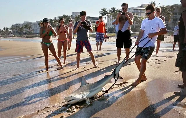 As beachgoers watch and take photos, Jorgensen hauls the shark ashore.  Jorgensen is working with researchers from Nova Southeasten University and St. Mary's Hospital to collect and analyze bacteria from sharks' mouths to help improve the selection of antibiotics used for victims of shark bite victims. They have caught 19 sharks so far, including the two 6-foot backtips they caught Friday, and hope to collect 50 for the project, including some from the Bahamas to get more species. (Photo by Lannis Waters/Palm Beach Daily News)