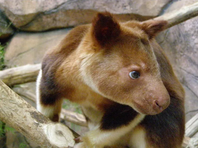 Goodfellow's Tree-Kangaroo